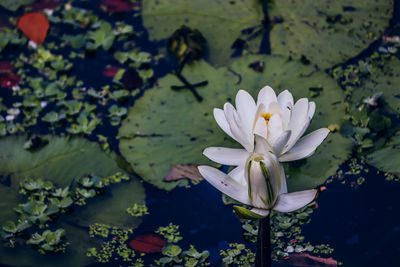 Lovely white lilies