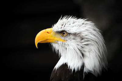 Close-up of eagle