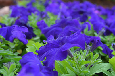 Close-up of purple flowering plants