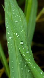 Close-up of raindrops on grass