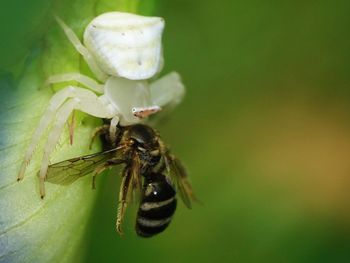 Close-up of spider