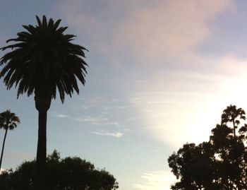 Low angle view of silhouette palm trees against sky