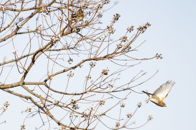 Low angle view of bird flying against clear sky