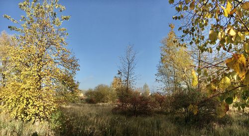 Trees and plants growing on field against sky