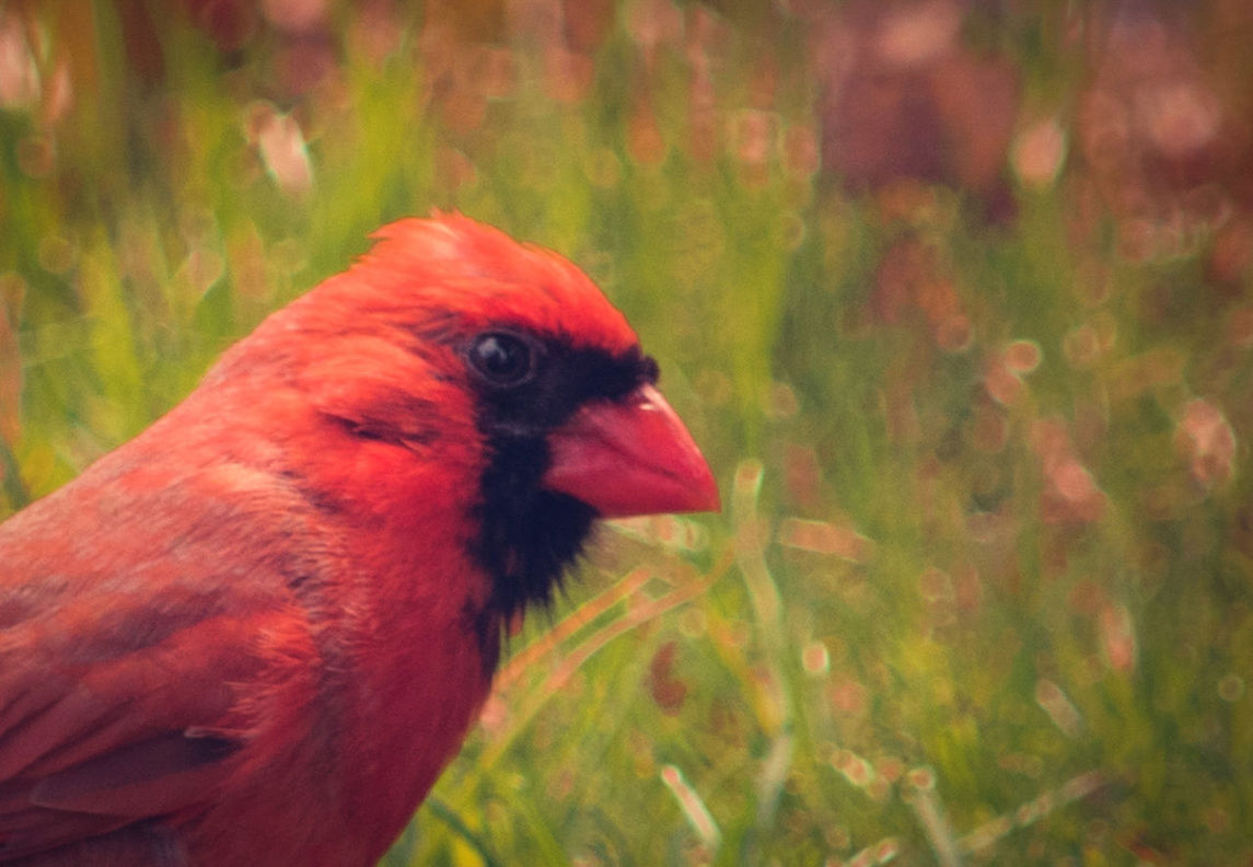 animal themes, bird, one animal, animals in the wild, close-up, outdoors, no people, nature, day, beak, macaw