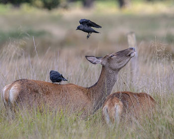 Deer in a field