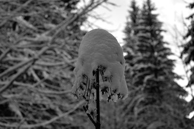 Low angle view of text on tree