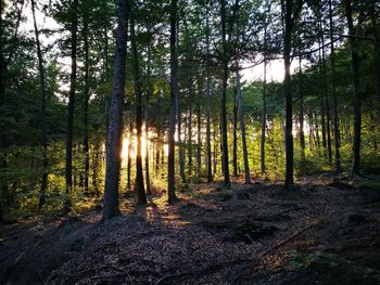 Trees in forest