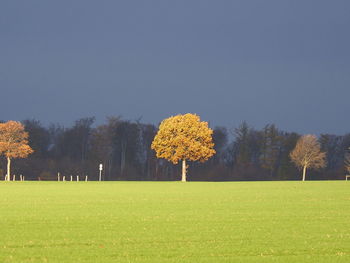 Scenic view of field against clear sky