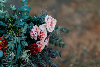 Close-up of pink flowering plant