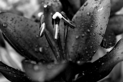 Close-up of wet flower