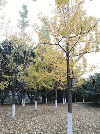 Trees against sky during autumn