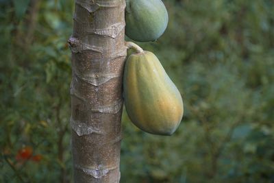 Close-up of papaya fruits hanging on tree