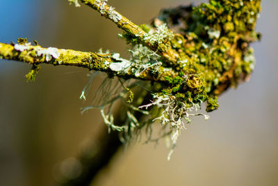 Close-up of white flowering plant against blurred background