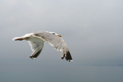 Low angle view of eagle flying against sky