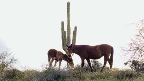 Horses on field against sky