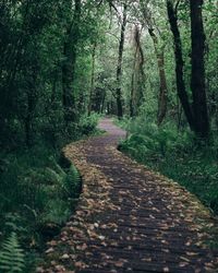 Footpath amidst trees in forest