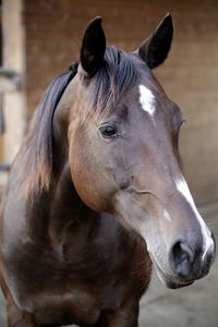 Close-up portrait of a horse