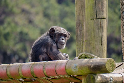 Old chimpanzee in a zoo