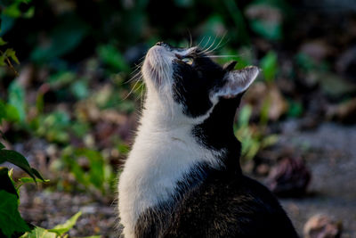 Close-up of a cat looking away