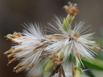 Close-up of dandelion against blurred background