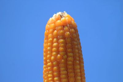 Low angle view of orange against blue sky