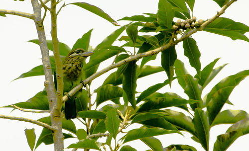 Bird perching on a tree