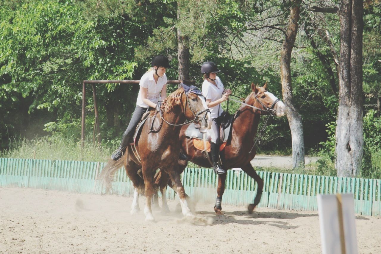 horse, tree, lifestyles, leisure activity, full length, togetherness, men, animal themes, working animal, person, casual clothing, rear view, herbivorous, mammal, standing, sand, day