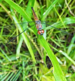 Close-up of insect on grass