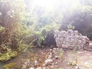Reflection of trees in puddle
