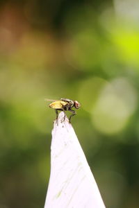 Close-up of fly on leaf