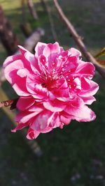 Close-up of pink flower