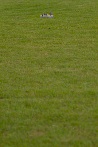 View of bird on grassy field