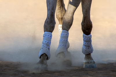 Low section of horse running on field