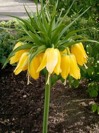 Close-up of yellow flower