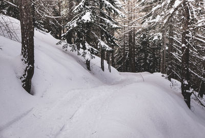 Snow covered landscape