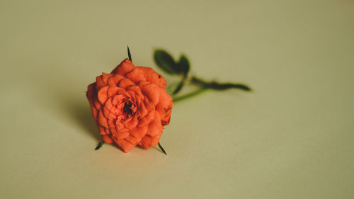 Close-up of red flower against white background