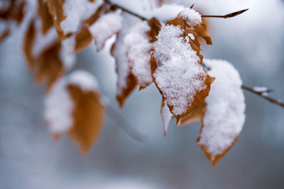 Close-up of frozen plant during winter