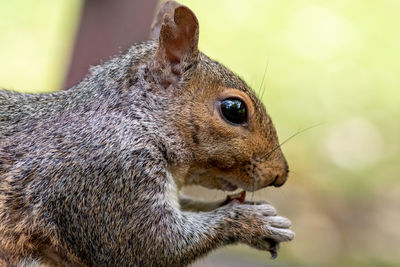 Head shot of a grey squirrel eating a nut 