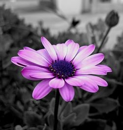 Close-up of pink flower