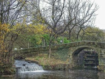 Bare trees by canal