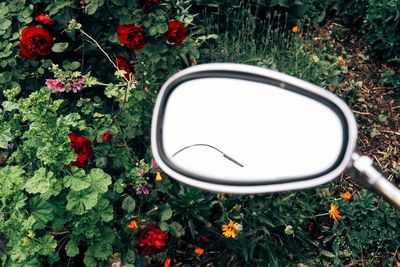 High angle view of flowering plants in field