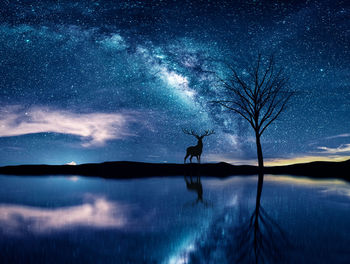 Silhouette deer reflecting in lake against starry sky at night