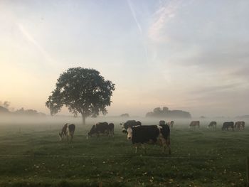 Cows grazing on field against sky during sunset