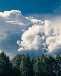 Low angle view of trees against sky