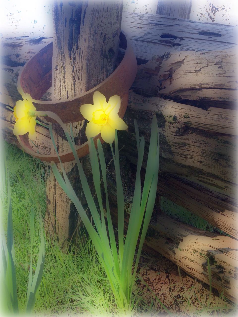 flower, yellow, freshness, fragility, petal, plant, flower head, growth, beauty in nature, close-up, nature, blooming, single flower, stem, leaf, day, high angle view, indoors, no people