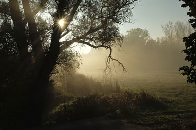 Sunlight streaming through silhouette trees on field against sky at sunset