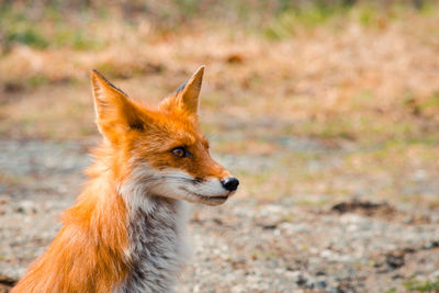 Close-up of a cat looking away