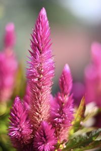 Close-up of pink flowering plant