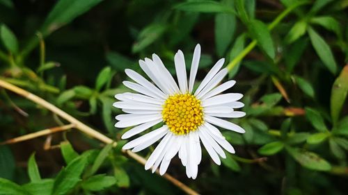 Close-up of white daisy flower